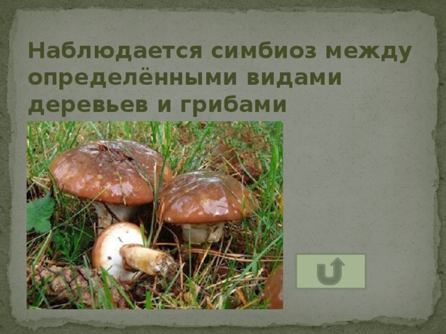 Наблюдается симбиоз между определёнными видами деревьев и грибами 