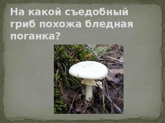 На какой съедобный гриб похожа бледная поганка? 