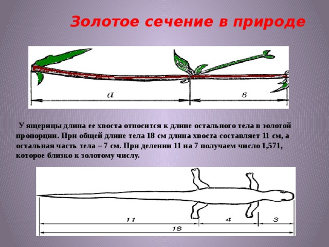 Математика золотая пропорция проект