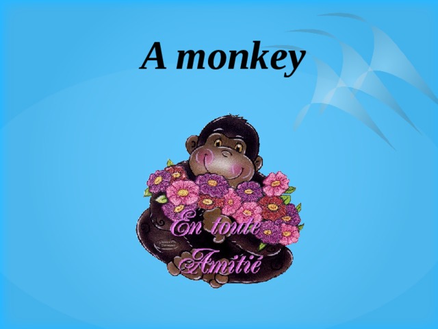 A monkey 