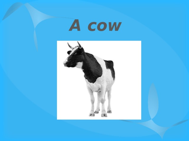 A cow 