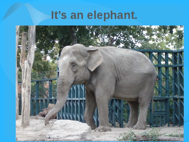 It’s an elephant. 