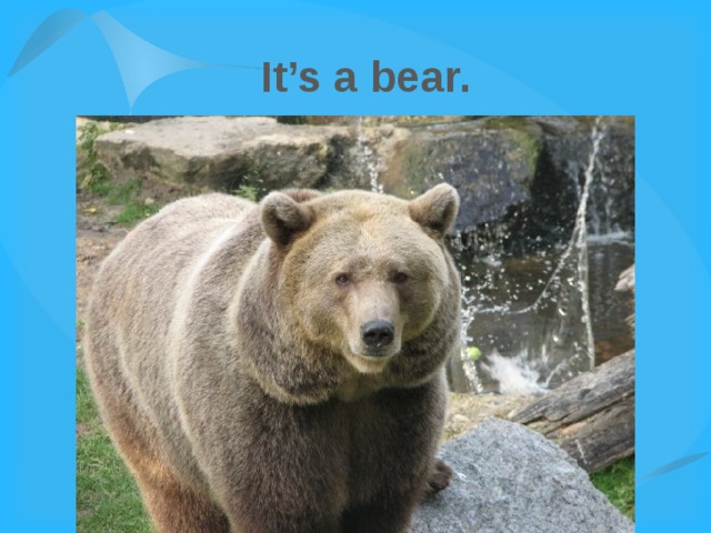 It’s a bear. 