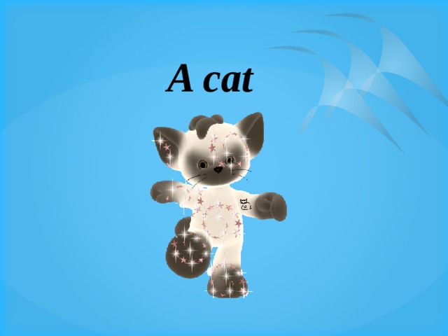 A cat 