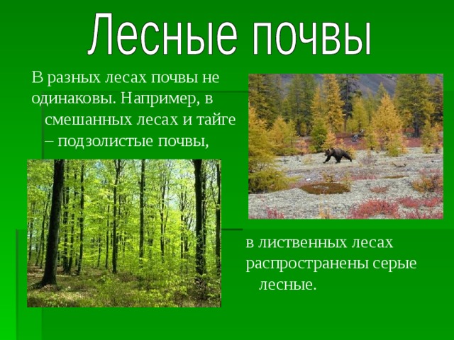 Почвы лесной зоны. Почвы смешанных и широколиственных. Почва лиственных лесов. Почва смешанных лесов и широколиственных лесов. Зона смешанных лесов почва.