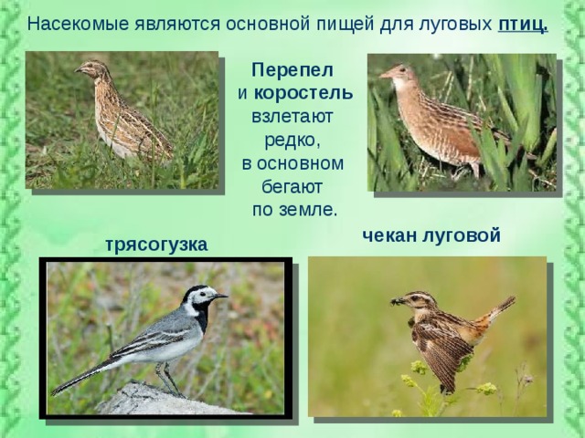 Луговые и полевые птицы