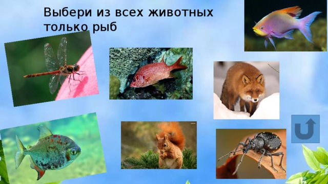 Выбери из всех животных только рыб 