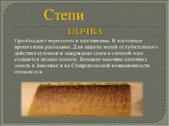 Какие почвы преобладают в. Почвы степи. Почвы степи в России. Почвы Степной зоны. Характеристика почвы в степи.