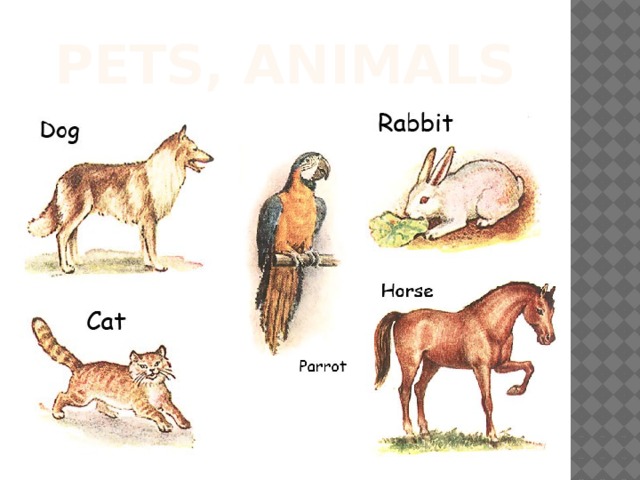 Pets, animals 
