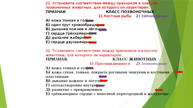 Установите соответствие между слоями кожи и особенностями