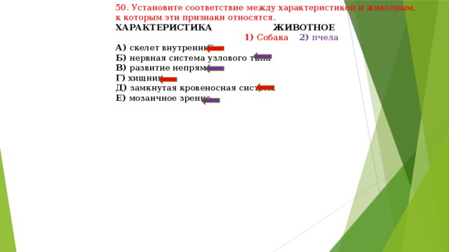 50. Установите соответствие между характеристикой и животным, к которым эти признаки относятся. ХАРАКТЕРИСТИКА ЖИВОТНОЕ  1) Собака 2) пчела А) скелет внутренний Б) нервная система узлового типа В) развитие непрямое Г) хищник Д) замкнутая кровеносная система Е) мозаичное зрение 