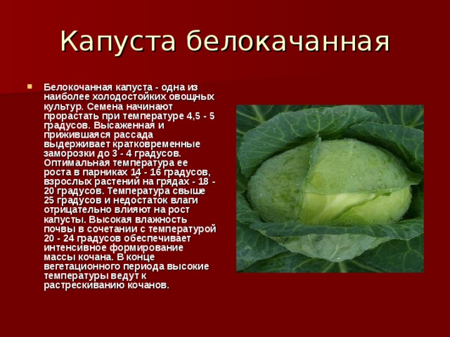 Капустные овощи таблица. Классификация капусты белокочанной. Классификация капустных овощей.