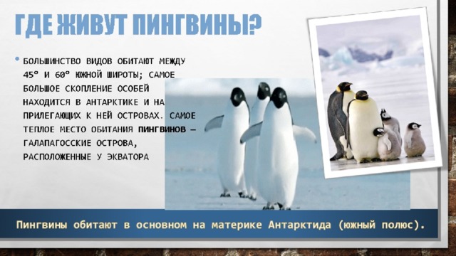 На каком материке проживает. Где живёт Пингвин?. Место где живут пингвины. Где живут пингвины на карте показать. Место обитания пингвинов.