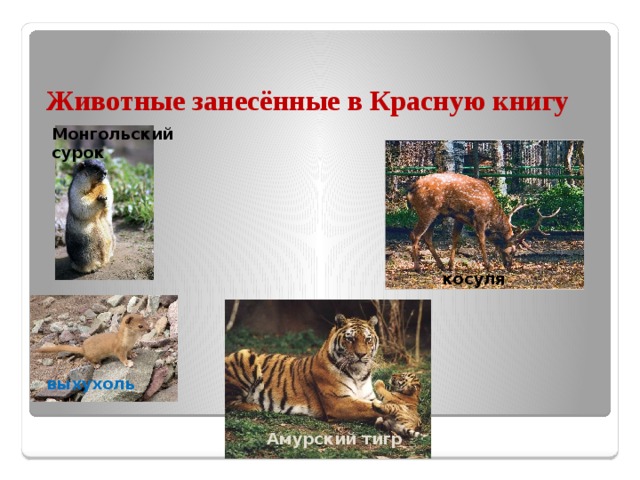 Животные занесённые в Красную книгу Монгольский сурок косуля выхухоль Амурский тигр