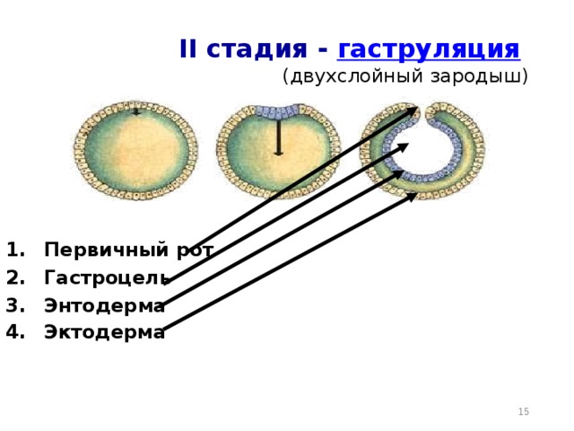 Двухслойный зародыш