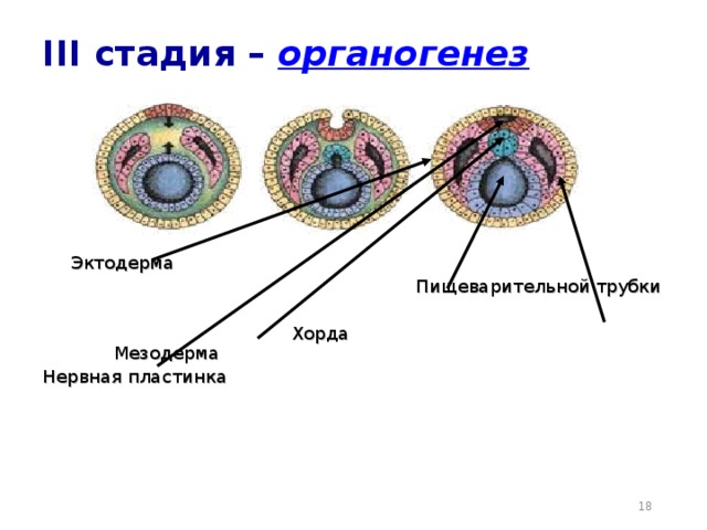Три стадии характеризующие стадию органогенеза. Дифференцировка мезодермы. Строение мезодермы. Эктодерма нервная трубка. Стадии органогенеза.