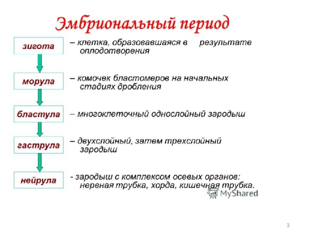 Онтогенез эмбриональное развитие 10 класс презентация