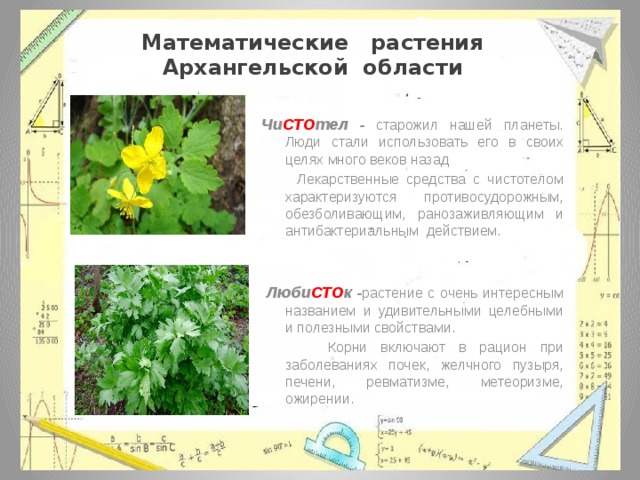 Растения архангельской области презентация