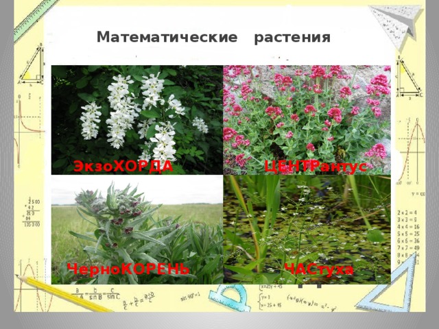 ЭкзоХОРДА Математические растения ЦЕНТРантус Текст надп ЧерноКОРЕНЬ ЧАСтуха 