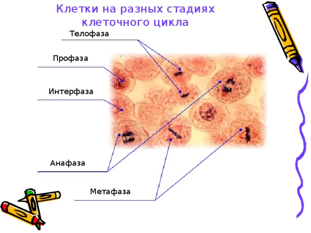 Клетки на разных стадиях клеточного цикла
