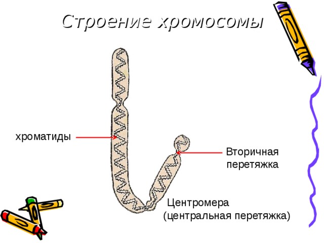 Строение хромосомы хроматиды Вторичная перетяжка Центромера (центральная перетяжка)