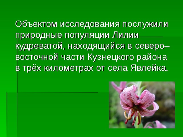  Объектом исследования послужили природные популяции Лилии кудреватой, находящийся в северо– восточной части Кузнецкого района в трёх километрах от села Явлейка. 