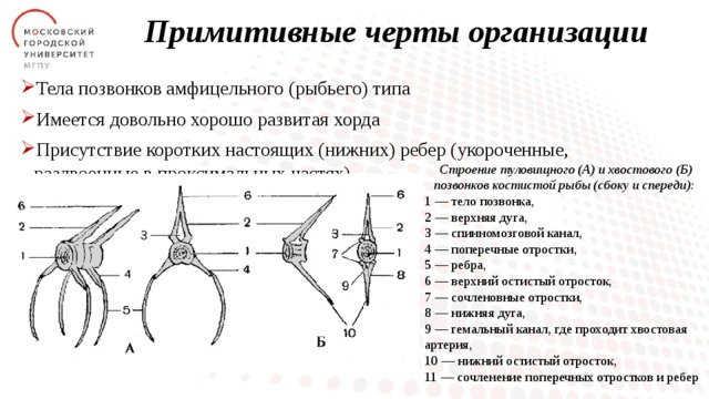 Примитивные черты организации Тела позвонков амфицельного (рыбьего) типа Имеется довольно хорошо развитая хорда Присутствие коротких настоящих (нижних) ребер (укороченные, раздвоенные в проксимальных частях)  Строение туловищного (А) и хвостового (Б) позвонков костистой рыбы (сбоку и спереди): 1 — тело позвонка, 2 — верхняя дуга, 3 — спинномозговой канал, 4 — поперечные отростки, 5 — ребра, 6 — верхний остистый отросток, 7 — сочленовные отростки, 8 — нижняя дуга, 9 — гемальный канал, где проходит хвостовая артерия, 10 — нижний остистый отросток, 11 — сочленение поперечных отростков и ребер 