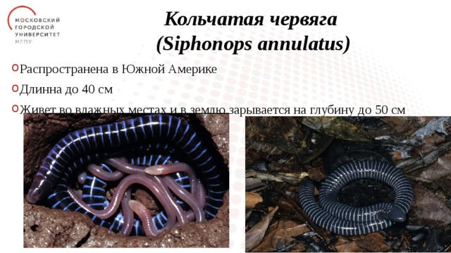Кольчатая червягa  (Siphonops annulatus) Распространена в Южной Америке Длинна до 40 см Живет во влажных местах и в землю зарывается на глубину до 50 см 