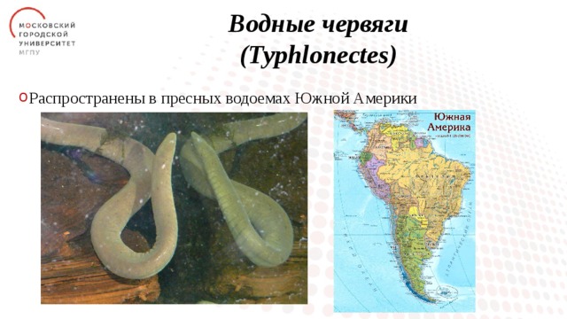 Водные червяги  (Typhlonectes) Распространены в пресных водоемах Южной Америки 