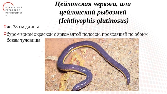 Цейлонская червягa, или  цейлонский рыбозмей  (Ichthyophis glutinosus) до 38 см длины буро-черной окраской с яркожелтой полосой, проходящей по обоим бокам туловища 