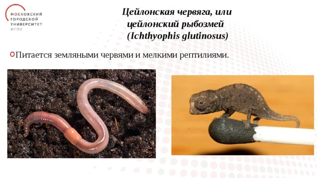 Цейлонская червягa, или  цейлонский рыбозмей  (Ichthyophis glutinosus) Питается земляными червями и мелкими рептилиями. 
