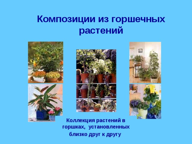 Композиции из горшечных растений Коллекция растений в горшках, установленных близко друг к другу  