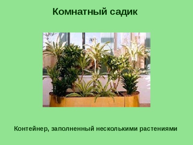 Комнатный садик Контейнер, заполненный несколькими растениями 