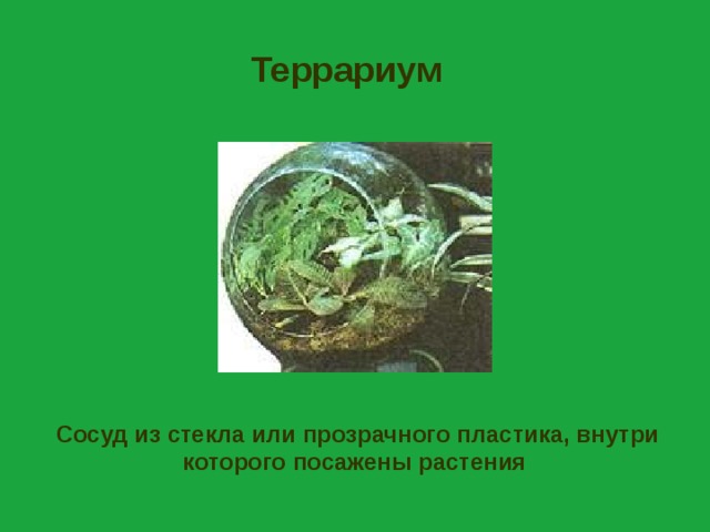 Террариум  Сосуд из стекла или прозрачного пластика, внутри которого посажены растения 