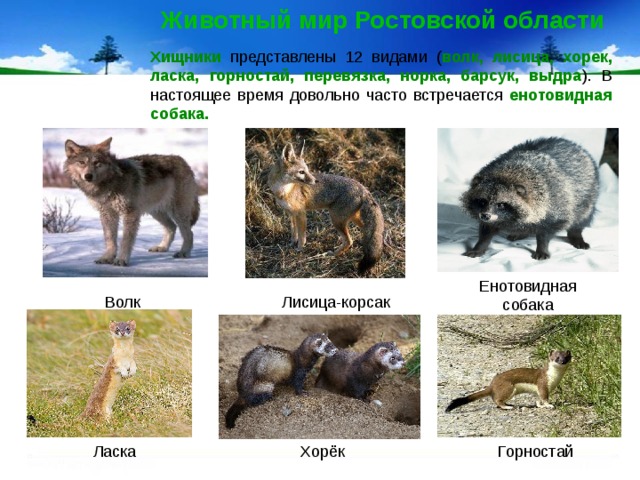 Животный мир Ростовской области Хищники представлены 12 видами ( волк, лисица, хорек, ласка, горностай, перевязка, норка, барсук, выдра ). В настоящее время довольно часто встречается енотовидная собака. Енотовидная собака Лисица-корсак Волк Ласка Горностай Хорёк 