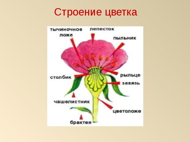 Строение и многообразие