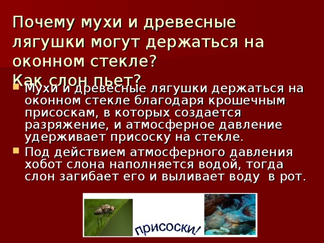 Почему мухи и древесные лягушки могут держаться на оконном стекле?  Как слон пьет?