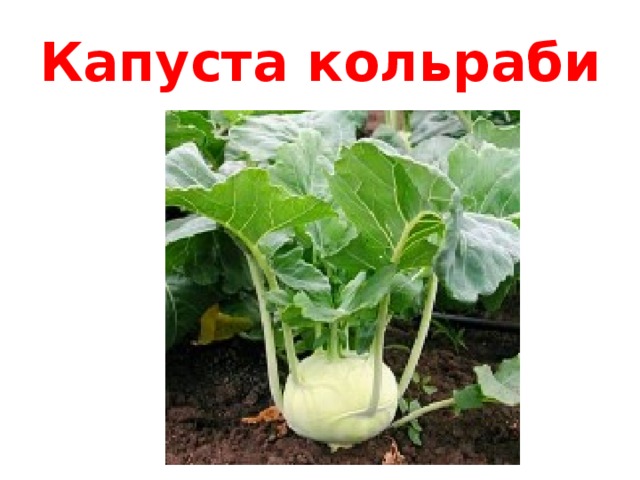 Капуста кольраби 