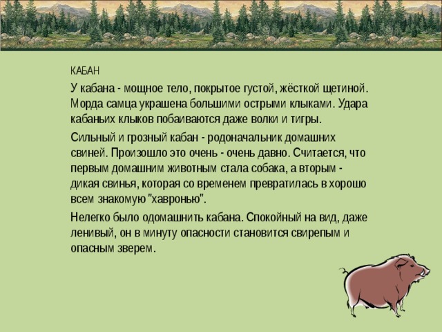 КАБАН У кабана - мощное тело, покрытое густой, жёсткой щетиной. Морда самца украшена большими острыми клыками. Удара кабаньих клыков побаиваются даже волки и тигры. Сильный и грозный кабан - родоначальник домашних свиней. Произошло это очень - очень давно. Считается, что первым домашним животным стала собака, а вторым - дикая свинья, которая со временем превратилась в хорошо всем знакомую 