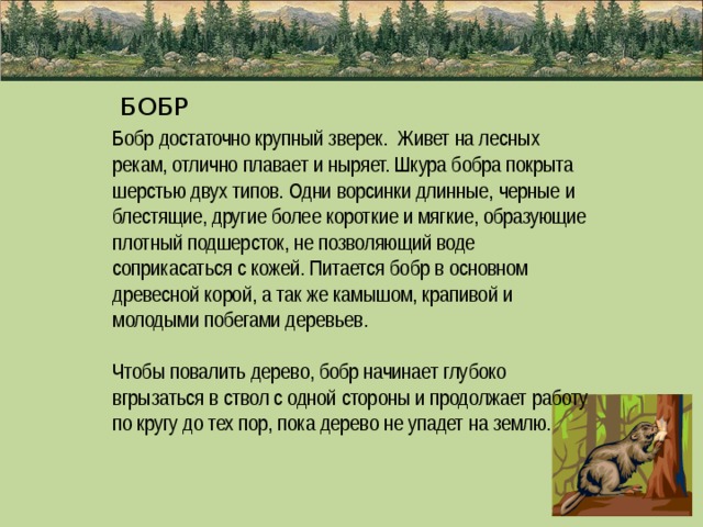  БОБР Бобр достаточно крупный зверек. Живет на лесных рекам, отлично плавает и ныряет. Шкура бобра покрыта шерстью двух типов. Одни ворсинки длинные, черные и блестящие, другие более короткие и мягкие, образующие плотный подшерсток, не позволяющий воде соприкасаться с кожей. Питается бобр в основном древесной корой, а так же камышом, крапивой и молодыми побегами деревьев.   Чтобы повалить дерево, бобр начинает глубоко вгрызаться в ствол с одной стороны и продолжает работу по кругу до тех пор, пока дерево не упадет на землю.   