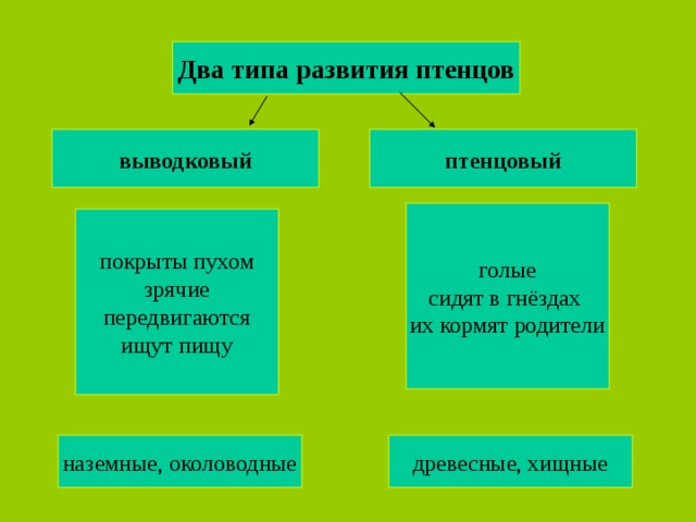 Типы развития птиц схема