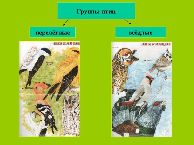 Три группы птиц по характеру сезонных переселений. Группы птиц. Оседлые группы птиц. Группа животных птицы. Три группы птиц.