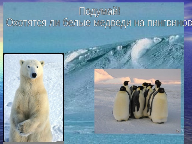Охотятся ли медведи на пингвинов окружающий мир. Белый медведь и Пингвин. Белый медведь охотится на пингвинов. Белый медведь ест пингвина. Охотятся ли белые медведи на пингвинов.
