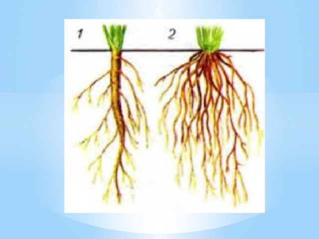 Корни одного растения называют корневой системой потому. Стержневая корневая система и мочковатая корневая. Растения с стержневыми и мочковатыми корнями. Стержневая корневая система Розоцветные.
