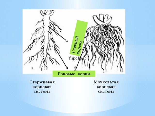 Главный корень flipchart Боковые корни Стержневая корневая система Мочковатая корневая система 