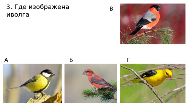 3. Где изображена иволга . В А Б Г 