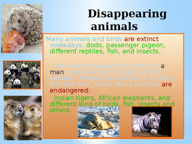  Disappearing animals Many animals and birds are extinct nowadays:  dodo, passenger pigeon, different reptiles, fish, and insects .  The main reason of their death is a man , who kills them, destroys their habitats. People hunt different animals for their skin, meat. Many animals are endangered:   Indian tigers, African elephants, and different kind of birds, fish, insects and others. 