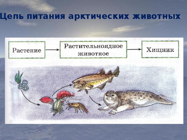 Составь схему цепи питания характерной для арктической пустыни