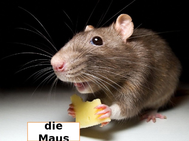 die Maus 