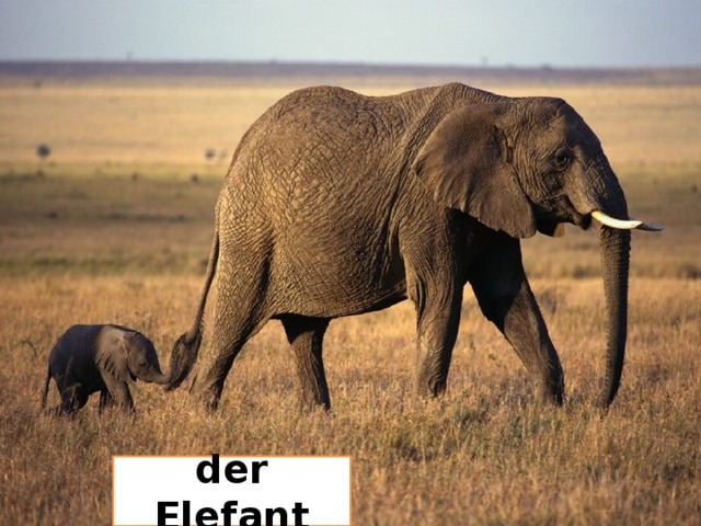 der Elefant 